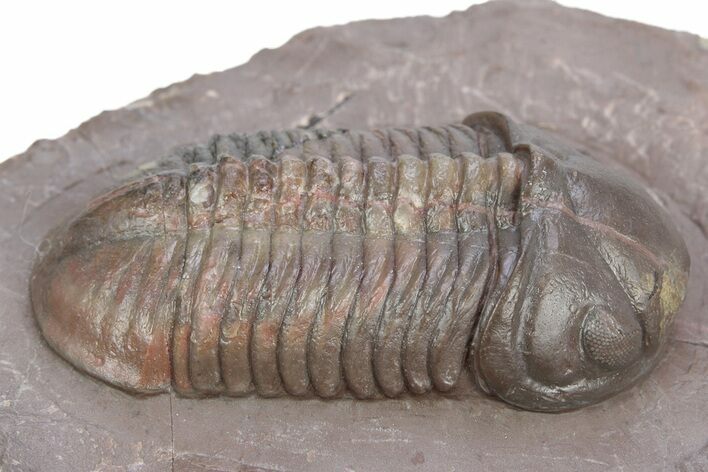 Top Quality Struveaspis Trilobite - Jorf, Morocco #341083